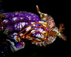I was lucky to catch this nudibranch as it was laying its... by Nick Hobgood 
